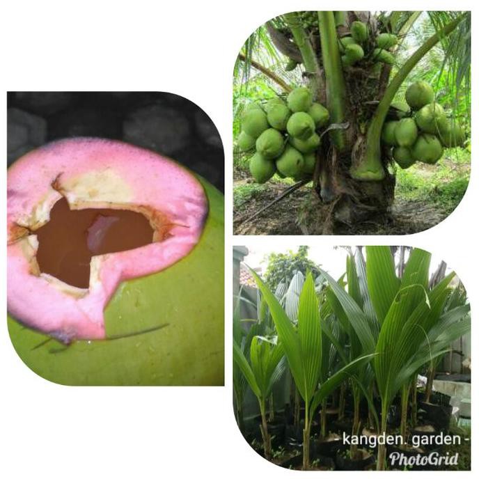 D1N Bibit Kelapa Hijau Cupat Merah Tr3Nd