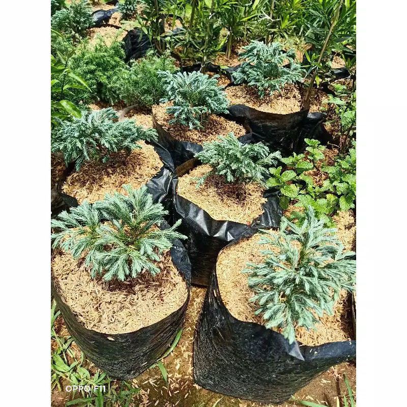 Tanaman Hias Cemara Perak - Pohon Cemara Perak