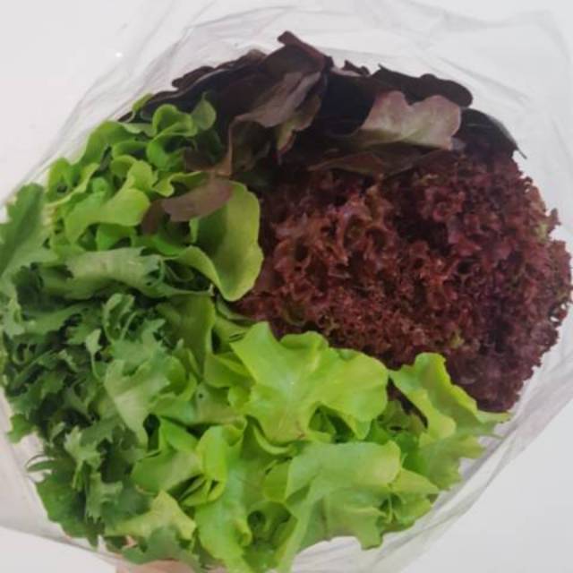 

Sayur Selada / Romain Romaine / Mesclun / Selada Mix 500 gram