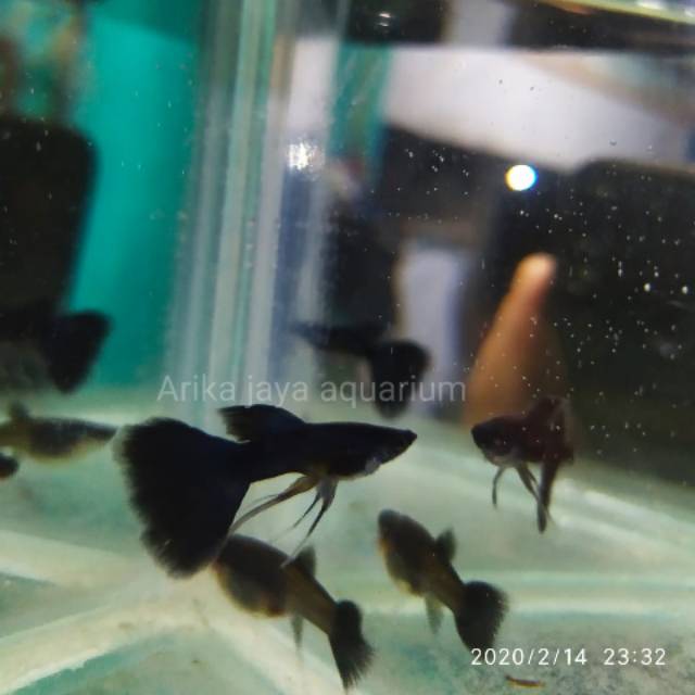 Guppy full black moskow ribbon ribon mempercantik aquarium dan aquascape murah ecer grosir