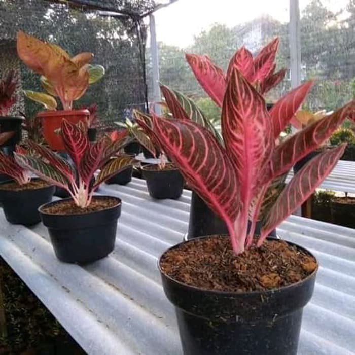 tanaman hias aglonema red sumatra remaja aglonema fried op sumatra Produk Good Quality
