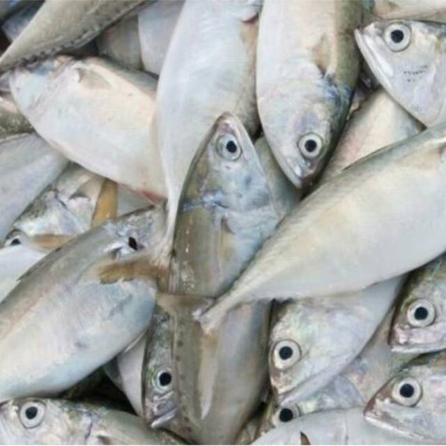 

Ikan Gembung Segar