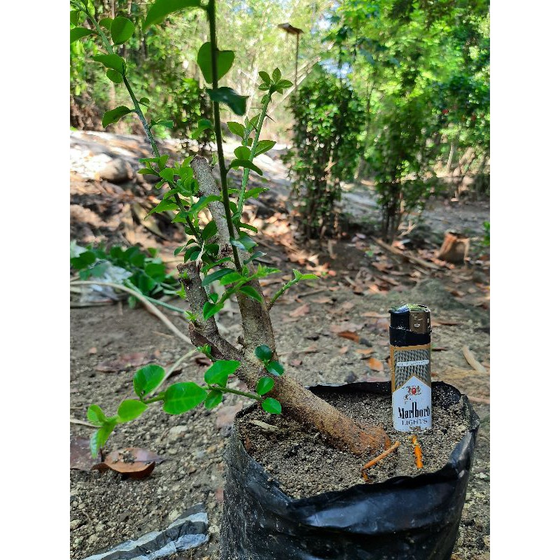 Bahan bonsai sisir / kaliage mame slanting style