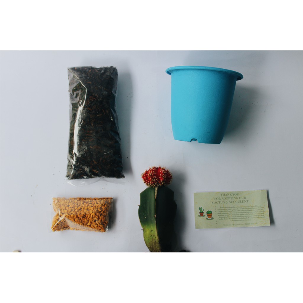 MINI ! Terarium kaktus &amp; sukulen (PAKET HEMAT 3 PCS)Kaca, kado, souvenir , hadiah , tanaman hias