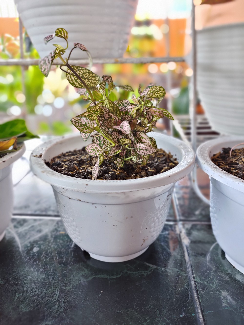 Tanaman Hias Begonia Kerut Hitam