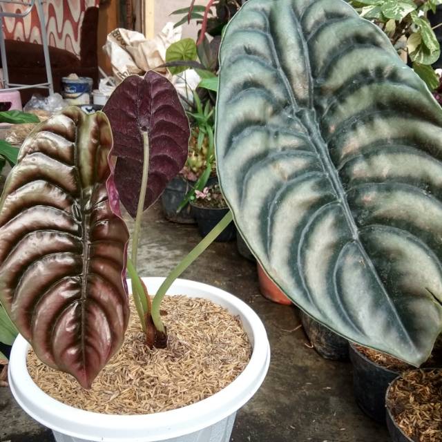Alocasia cuprea/tengkorak