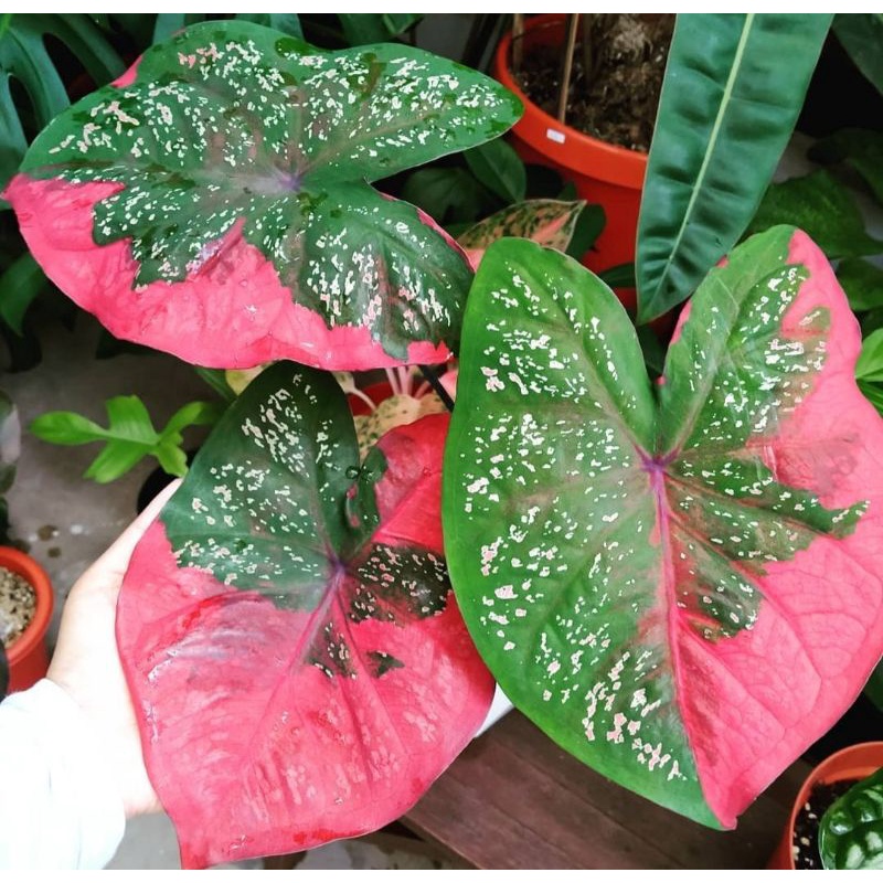 Tanaman Hias Keladi Baret , Tanaman Hias Murah Impor Keladi Baret