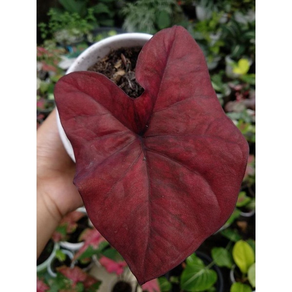 caladium red dragon / keladi red dragon (anakan)