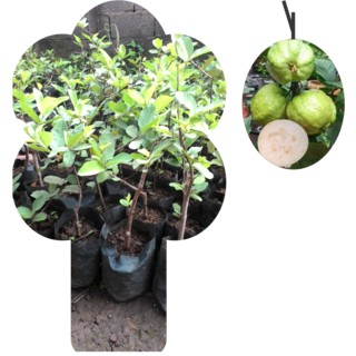 Bibit Jambu Kristal Cangkokan