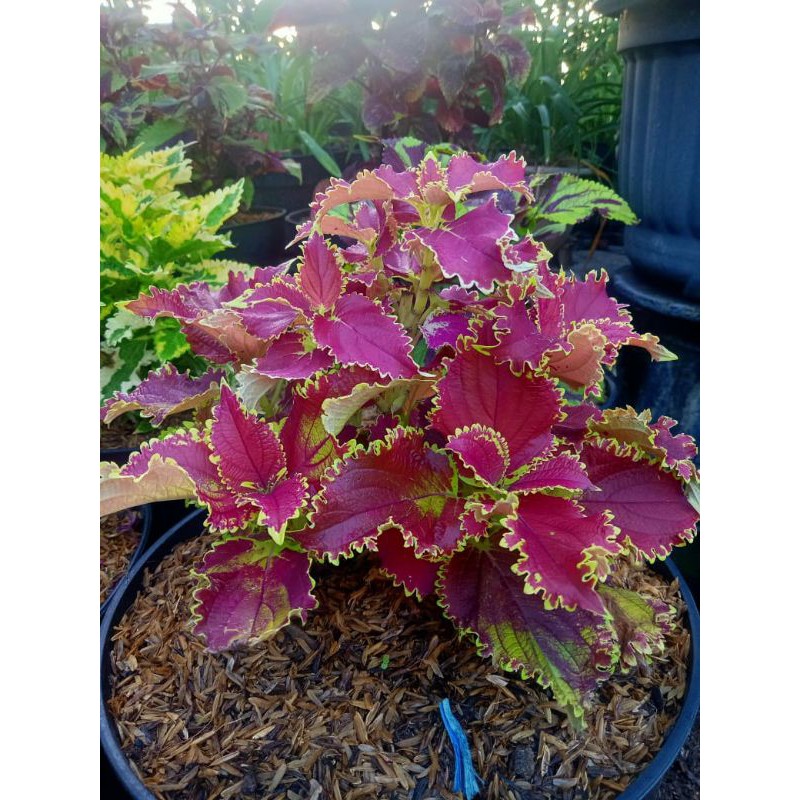 Bibit tanaman hias bunga miana iler/no.4