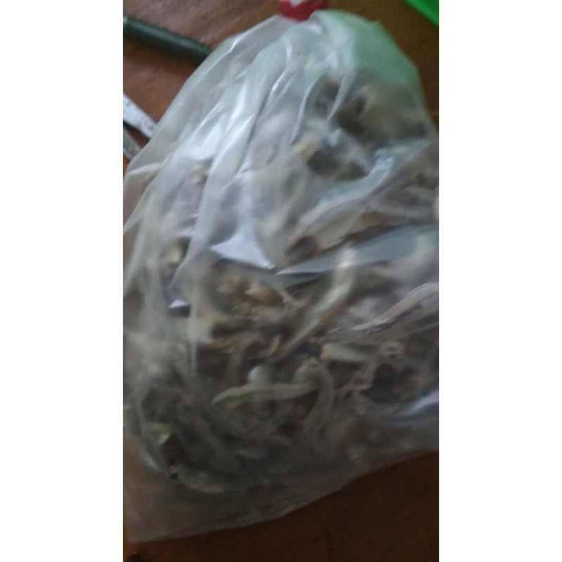

Ikan Teri Tanjungpinang