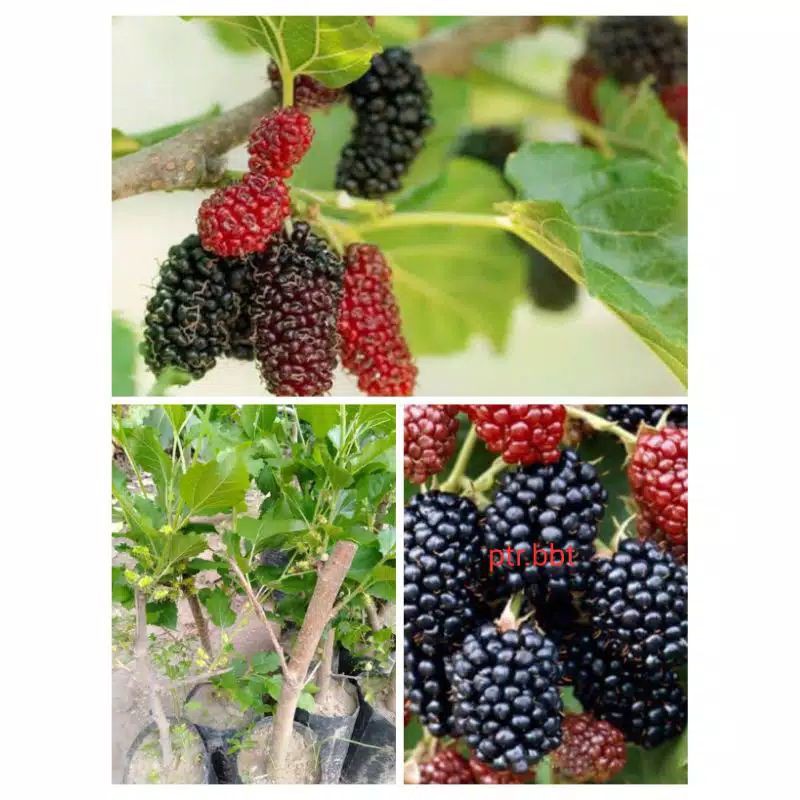 pohon buah murbei/tanaman buah super/murbei