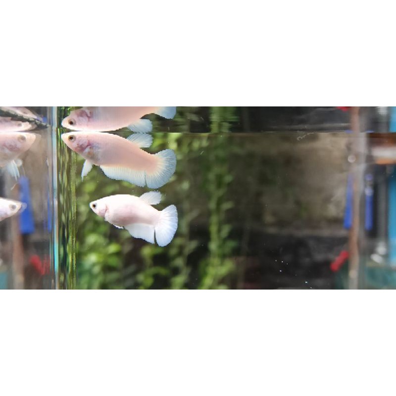 Cupang Blue Rim