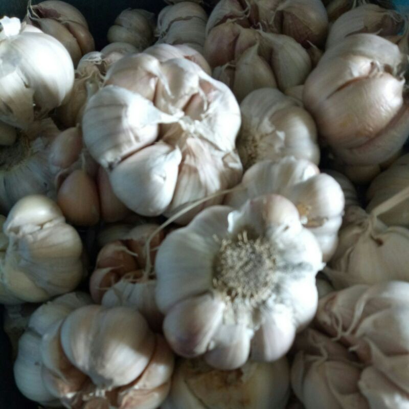 

Bawang putih bulat