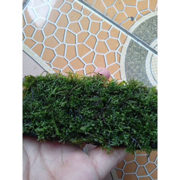 mos ricardia tanaman aquascap