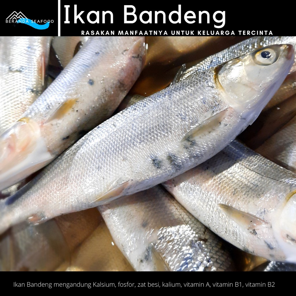 

Ikan Bandeng Segar (kualitas super premium)