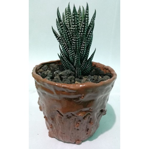 haworthia hybrid tower