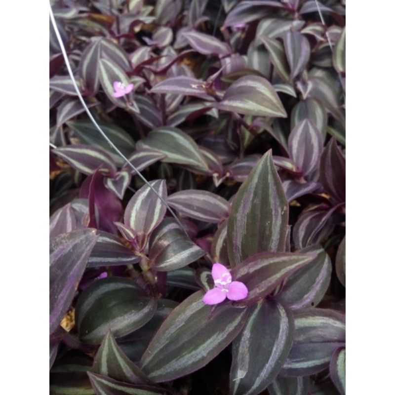 tanaman hias zebra gantung rimbun