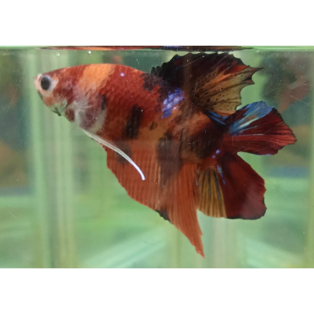 CUPANG PLAKAT DOUBLETAIL/DTPK/PKDT NEMO MULTI 100% REALPICT (8DTNM3)