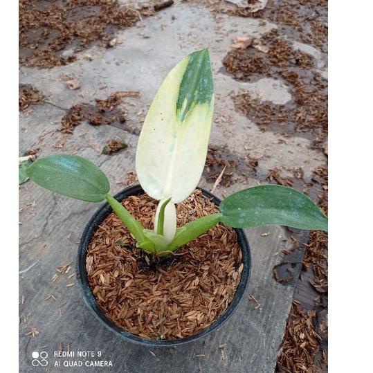 Paling Diminati Tanaman Hias Philo Katak Variegata