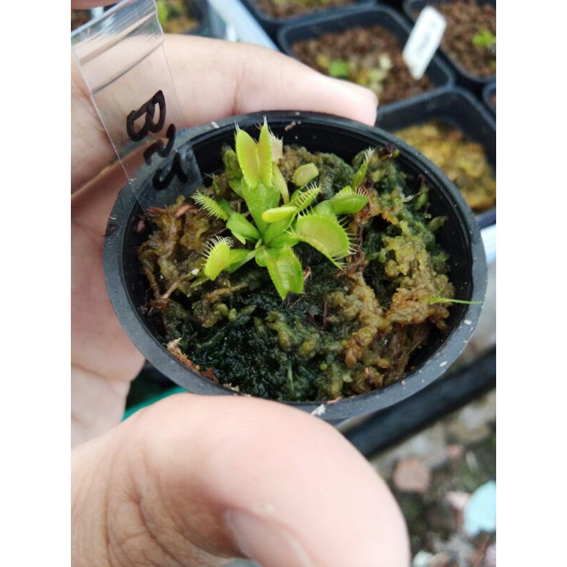 Venus Fly Trap B52 Venus FlyTrap B52 MEDIUM