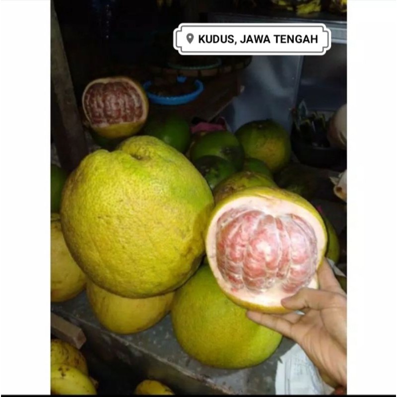 

Jeruk bali ( rasanya sager kecut )