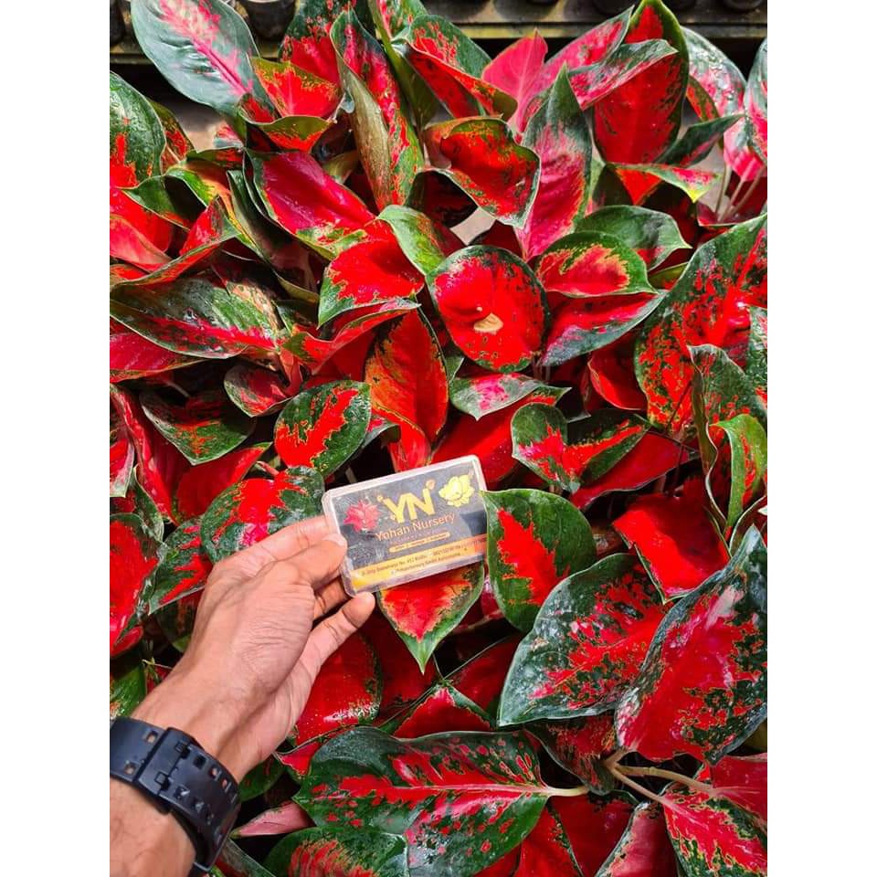 Aglaonema Suksom Jaipong