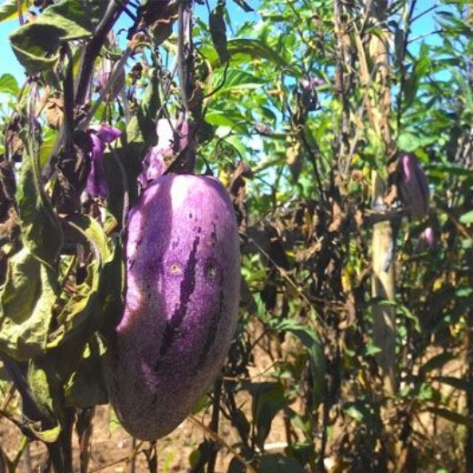 BUAH PEPINO 1 KG frees  siap makan