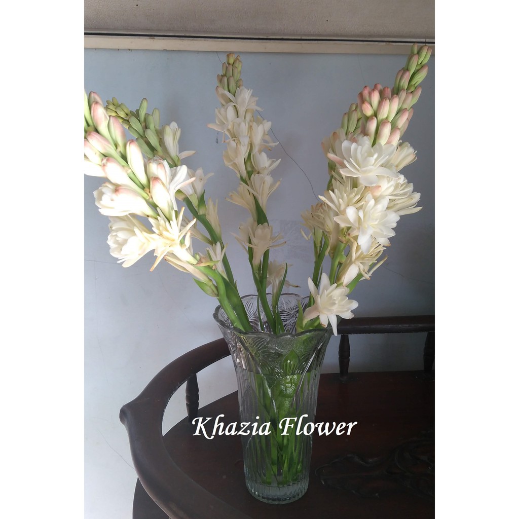 Bunga Sedap Malam Tangkai Bunga Asli segar wangi