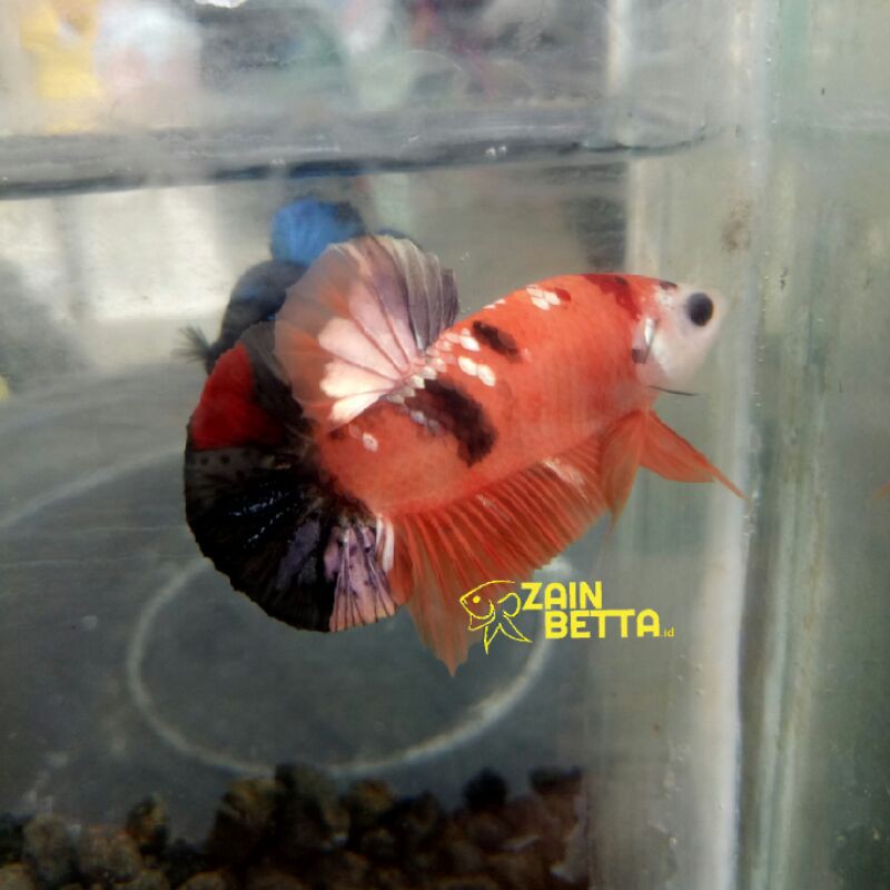 ikan cupang nemo cooper