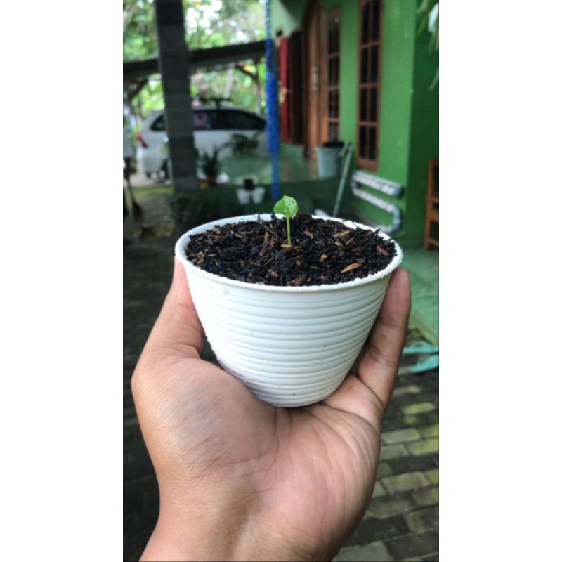 Tanaman Gelombang Cinta - Bunga Gelombang Cinta