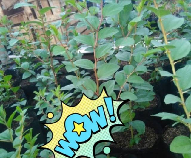 

PROMO DAUN PENGUSIR JIN/DAUN BIDARA ARAB ASLI DAN BERKUALITAS MURAH