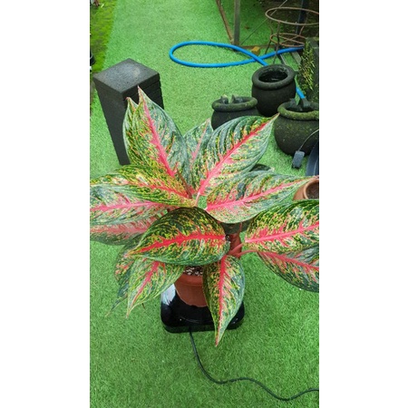 Aglonema Hot lady rumpun 3
