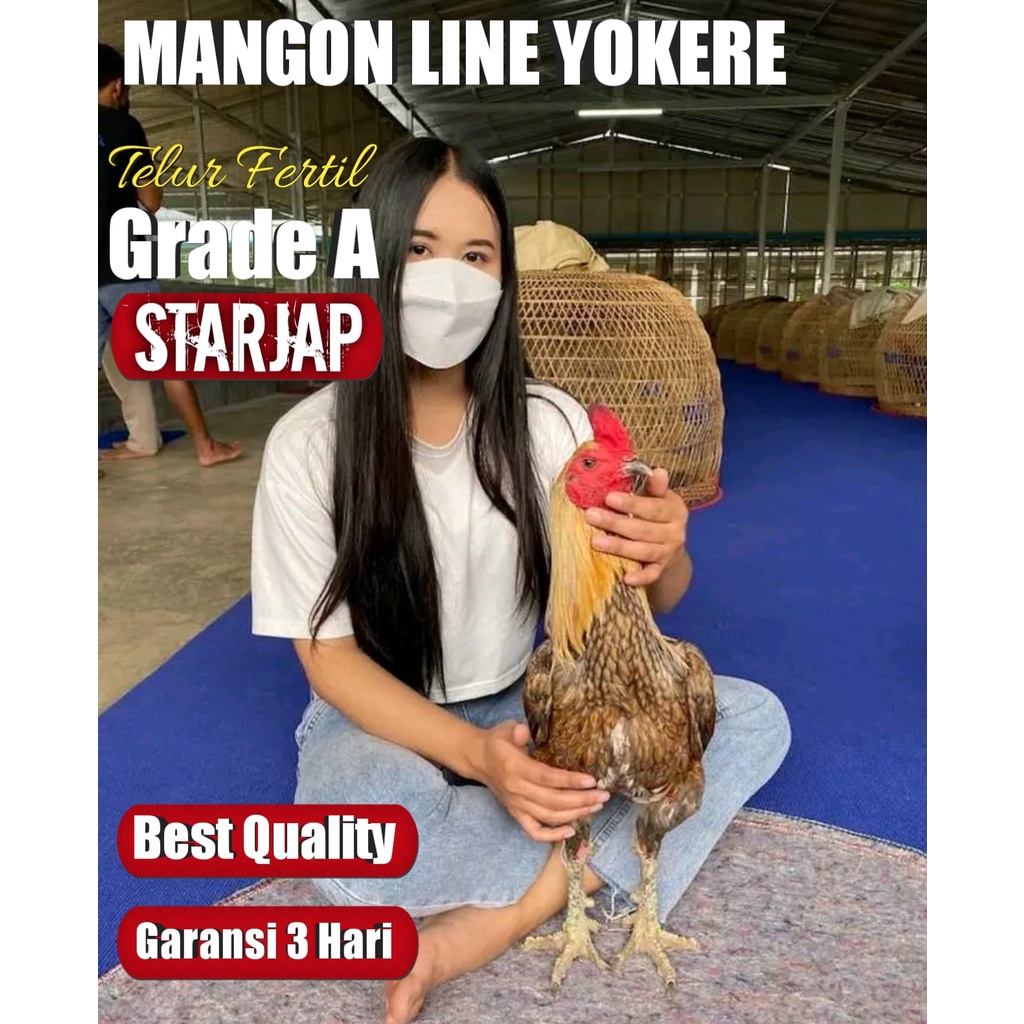 ayam bangkok asli mangon thailand line yokere f1 telur fertil