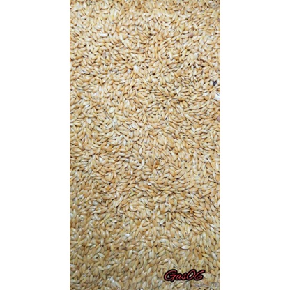 [1KG] CANARY SEED/KENARI SEED VITA REPACK