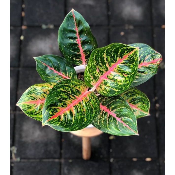 aglonema Big papa*dewasa