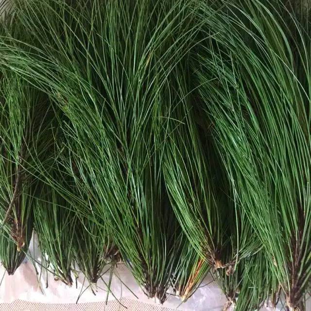 

Daun pinus segar murah 1kg