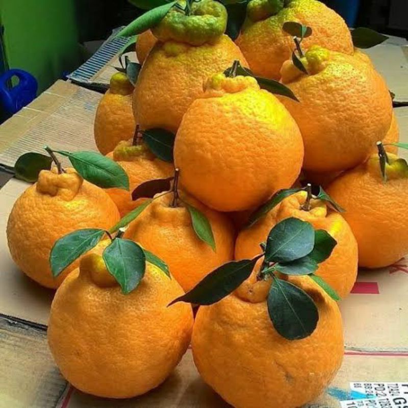 bibit jeruk dekopon hasil okukasi rimbun cepat berbuah