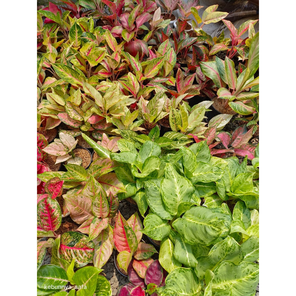 paketan tanaman hias aglo an Adelia_nurrohmah