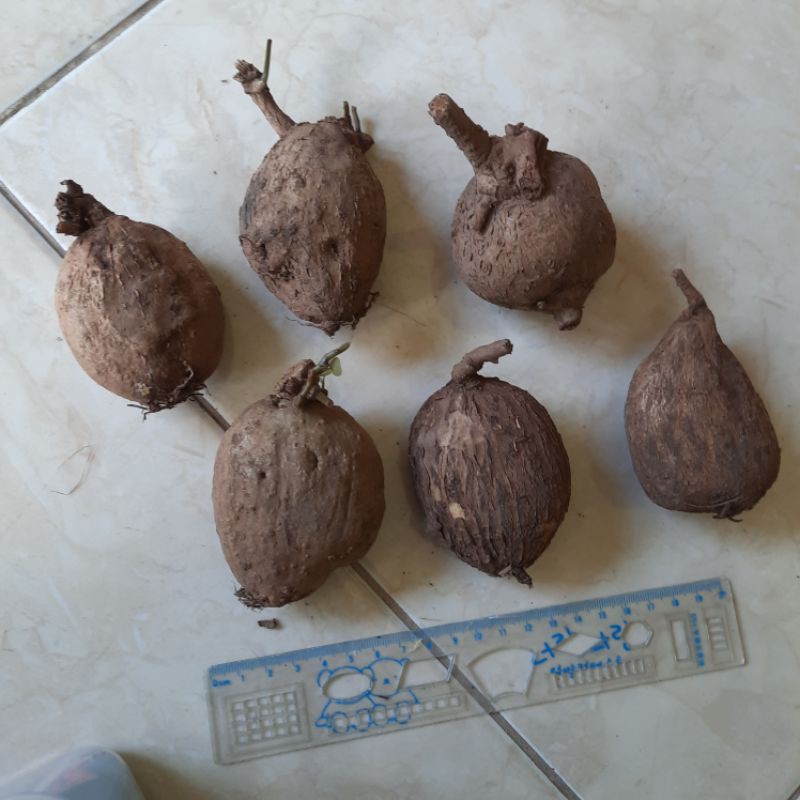 stephania venosa 100 gr