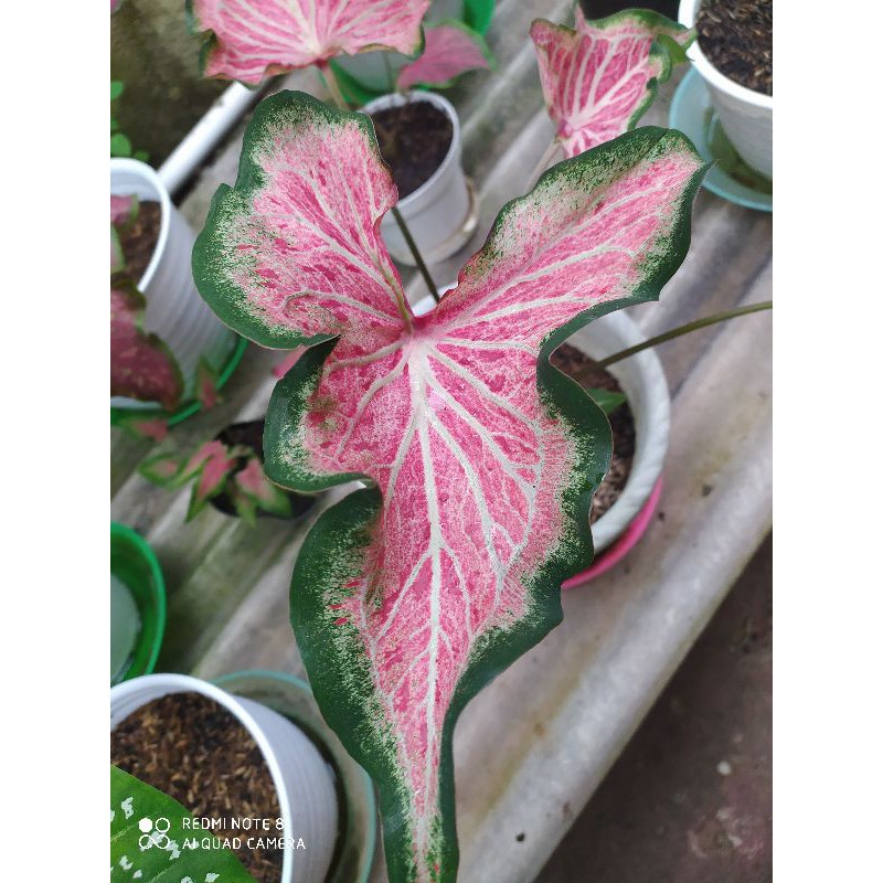 keladi pink ratana/keladi senorita