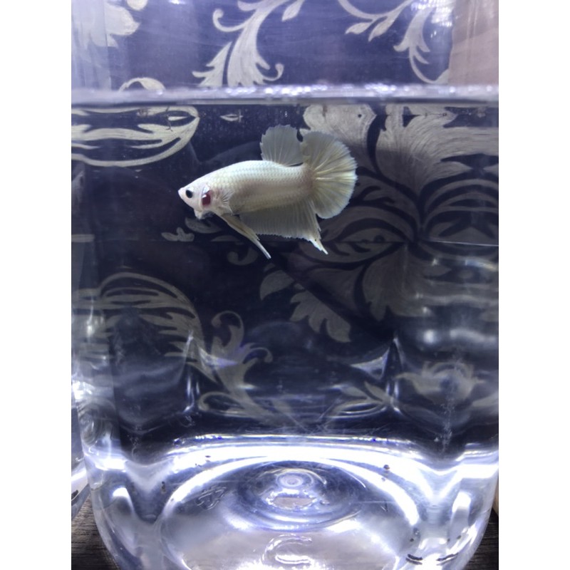 ikan cupang super gold