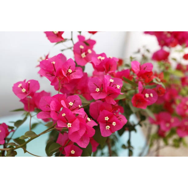 Bunga Kertas Bougenville Merah Kembang Kertas / Bunga Bugenfil Hidup / Tanaman Hias Hidup Bugenvil