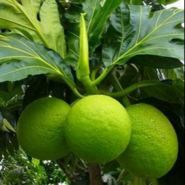 

Buah sukun per buah