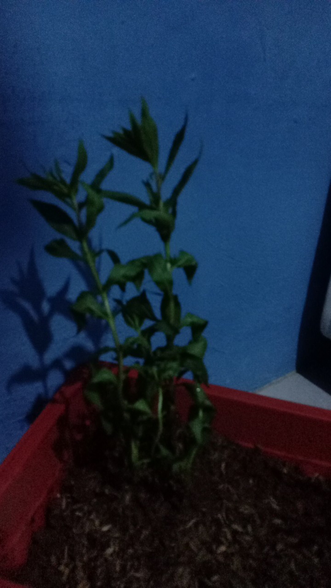 Tanaman Hias Lavender