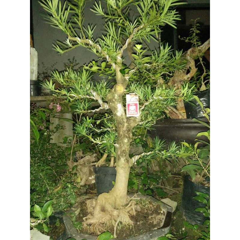 Bonsai Lohansung - Contoh Bonsai