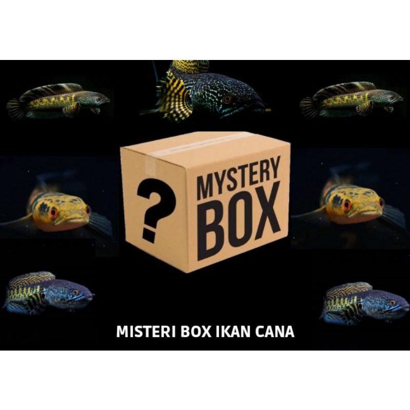 misteri box ikan Cana