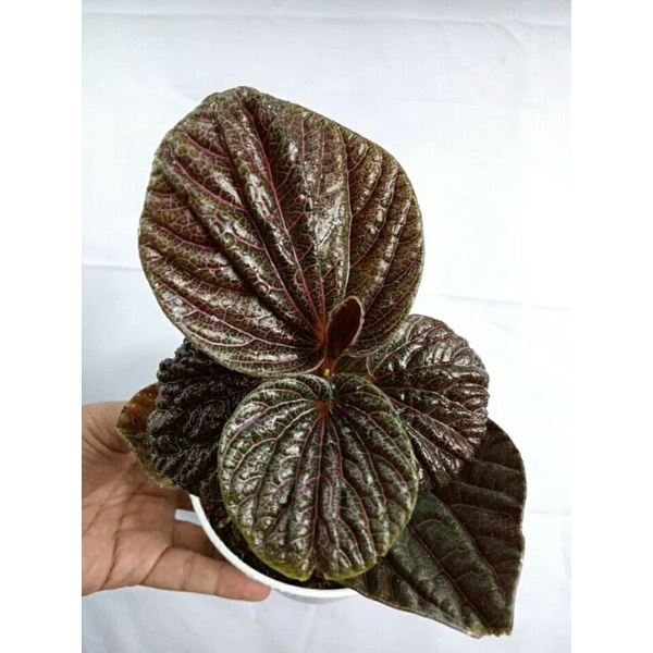 viper red mutiara 5 pcs