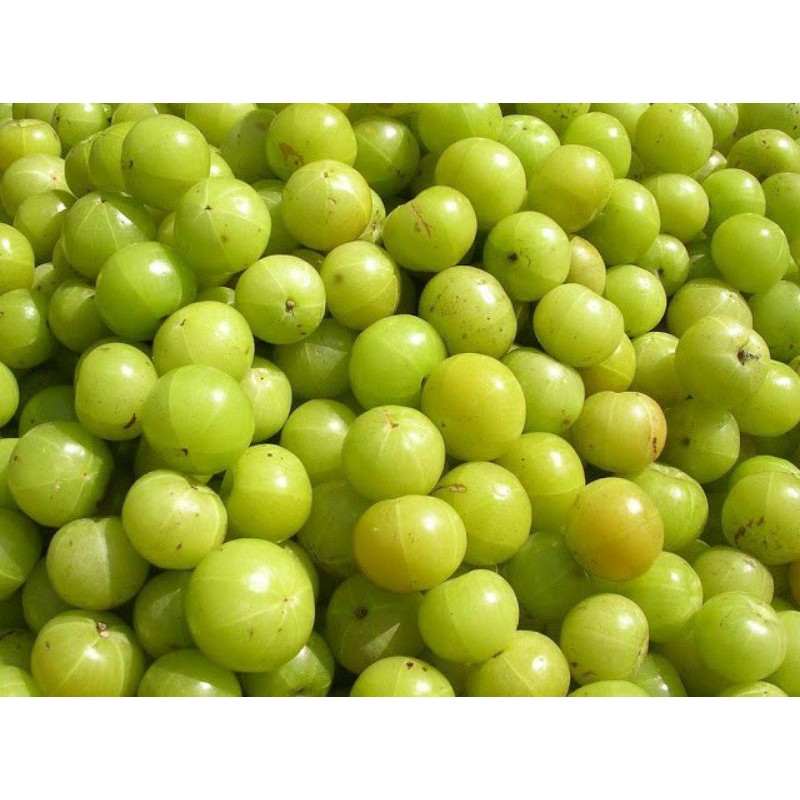 

buah malaka pr500g