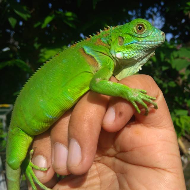 Green Iguana Colomb B1.1